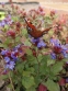 Цератостигма плюмбагоподібна (Ceratostigma plumbaginoides) - 3