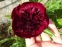 Півонія "Коммандо" (Paeonia "Commando") - 9