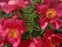 Півонія "Флейм" (Paeonia "Flame") - 1