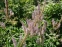 Веронікаструм віргінський (Veronicastrum virginica) - 1