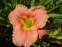 Лілійник "Елегант Кенді" (Hemerocallis "Elegant Candy") - 2