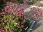 Астранція велика "Ред Джойс" (Astrantia major "Red Joyce")  - 4