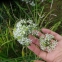 Цибуля Китайський різанець (Allium tuberosum) - 2
