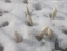 Крокус золотистий "Сноу Бантін" (Crocus chrysanthus"Snow Bunting") - 4