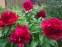Півонія "Ред Шарм" (Paeonia "Red Charm") - 5