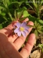 Анемона дібровна "Робінзоніана" (Anemone nemorosa "Robinsoniana") - 5
