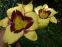 Лілійник "Ель Десперадо" (Hemerocallis "El Desperado") - 2