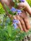 Пенстемон альпійський (Penstemon alpinus Ton.) - 7