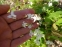 Горянка пишна "Нівеум" (Epimedium x youngianum "Niveum") - 6