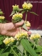 Залізняк Рассела (Phlomis russeliana) - 6