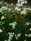 Деревій птармика "Те Перл" (Achillea ptarmica "The Pearl") - 3