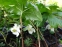 Подофіл  щитоподібний (Podophyllum peltatum) - 5