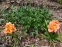Лілійник "Конго Корал" (Hemerocallis "Congo Coral") - 3