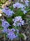 Проліски двулисті (Scilla bifolia) - 2