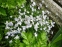 Іфейон одноквітковий "Віслі Блю" (Ipheion uniflorum "Wisley Blue") - 1