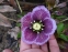 Чемерник гібридний "Харвінгтон Пінк Спеклед" (Helleborus x hybridus "Harvington Pink Speckled") - 2
