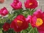 Півонія "Скарлет  О'Хара" (Paeonia "Scarlet O'Hara") - 4