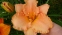 Лілійник "Елізабет Солтер" (Hemerocallis "Elizabeth Salter") - 4