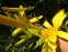 Лілійник спайдер (Hemerocallis spider) - 1