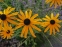 Рудбекія промениста "Голдштурм" (Rudbeckia fulgida ''Goldsturm'')  - 1