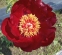 Півонія "Чоклет Солдже" (Paeonia "Chocolate Soldier") - 5