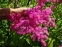 Гадючник пурпуровий "Елеганс" (Filipendula x purpurea "Elegans") - 1