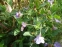 Руеллія приземиста або низька (Ruellia humilis) - 3