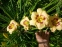 Лілійник "Кастед Кенді" (Hemerocallis "Custard Candy") - 2