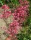 Гейхера криваво-червона (Heuchera sanguinea) - 2