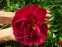 Півонія "Постільйон" (Paeonia "Postillion") - 1