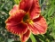 Лілійник "Файа енд Фог" (Hemerocallis "Fire and Fog") - 5