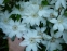Клематіс "Жанна д'Арк" (Clematis "Jeanne d'Arc") - 1