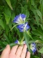 Тирлич даурський (Gentiana dahurica) - 4