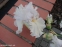 Півники кореневищні "Порселейн Енджел" (Iris "Porcelain Angel") - 3
