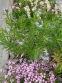 Амсонія табермонтана (Amsonia tabernaemontana) - 6