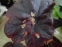 Гейхера "Обсідіан" (Heuchera "Obsidian") - 7