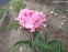 Півонія "Пітерже Фрінд Вагенаар" (Paeonia "Pietertje Vriend Wagenaar") - 4