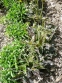 Нечуйвітер плямистий "Леопард" (Hieracium maculatum "Leopard") - 2