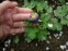 Орлики віяловидні "Міні-Стар" (Aquilegia flabellata "Міні-Star") - 6