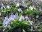 Проліски двулисті ф. альба (Scilla bifolia f. alba) - 7