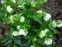 Чемерник гібридний №1  (Helleborus × hybridus) - 9