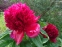 Півонія "Ред Шарм" (Paeonia "Red Charm") - 8