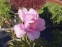 Півонія "Лавендер" (Paeonia "Lavender") - 3