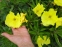 Енотера міссурійська (Oenothera missouriensis) - 9