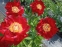 Півонія "Зе Макіно Гранд" (Paeonia "The Mackinac Grand") - 5