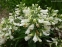 Пенстемон жорстковолосистий підвид карликовий, білоквіткова форма (Penstemon hirsutus f. albiflorus) - 1