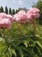 Півонія "Марієтта Сіссон" (Paeonia "Marietta Sisson") - 2