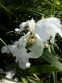 Півники бородаті карликові білі (Iris pumila) - 2