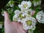 Чемерник гібридний "Харвінгтон Дабл Вайт Спеклед" (Helleborus x hybridus "Harvington Double White Speckled") - 3