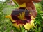  Лілійник "Каліко Джек" (Hemerocallis"Calico Jack") - 1